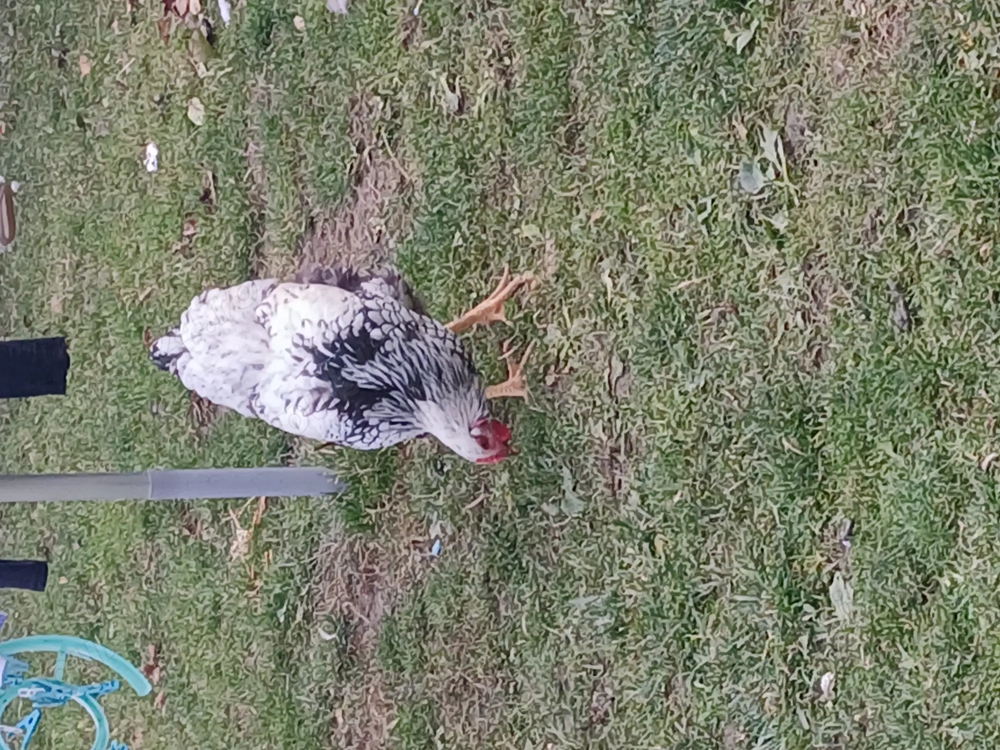 De v nzare cocoși 3 bucăți rasă wyanodotte