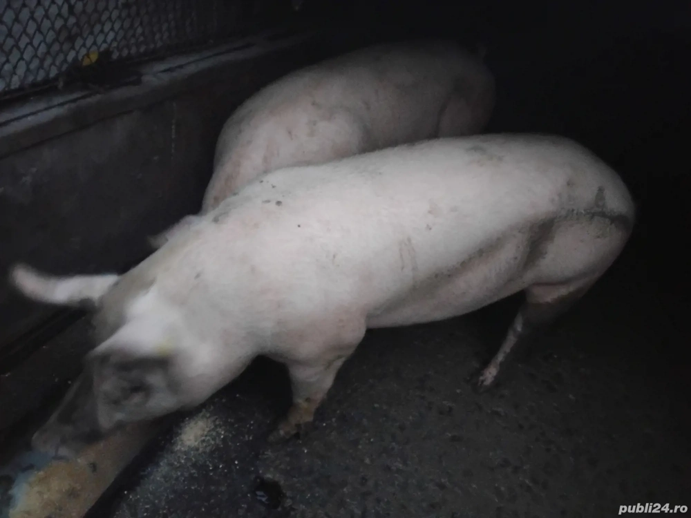 Vad porc la alegere din 2 170-180 kg 