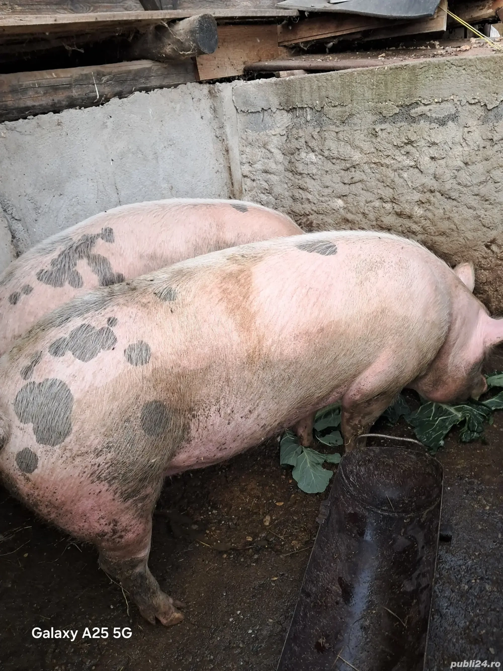 porci pentru craciun