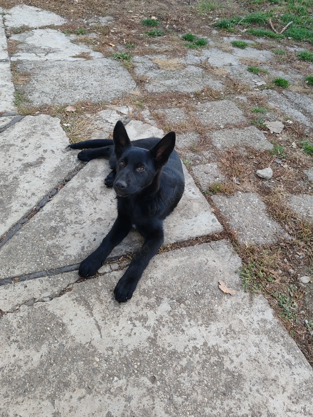 Ciobanesc German Negru 