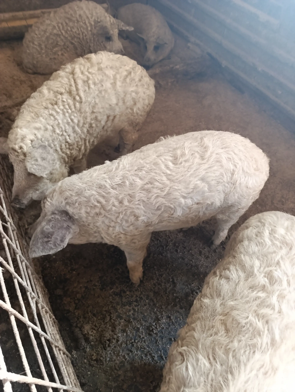 porci mangalita blond rasa pura 80-110 kg