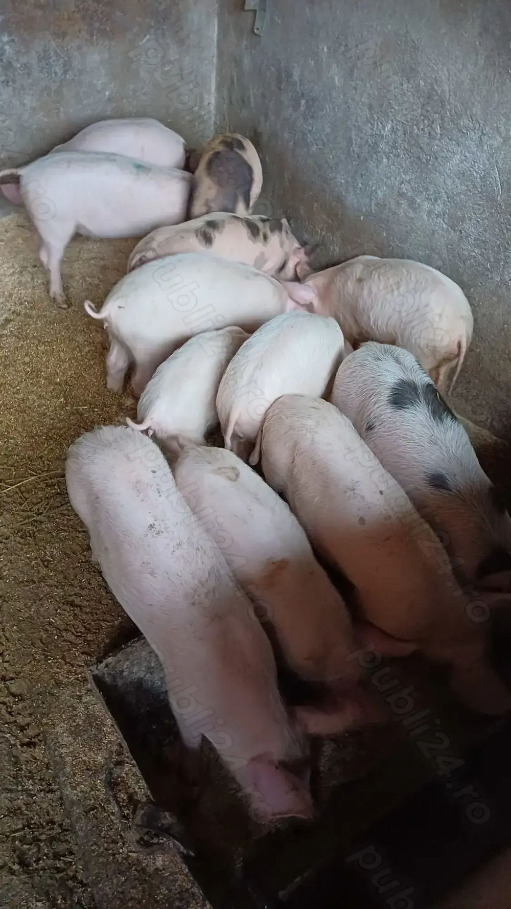 Purcei 2luni landrace si pietrean