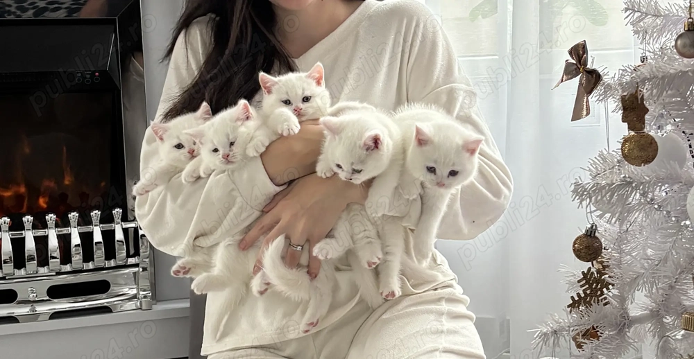 British Shorthair alb 