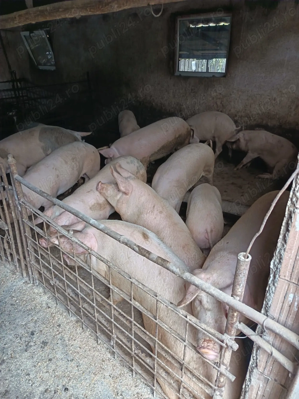 Vand porci de sacrificat