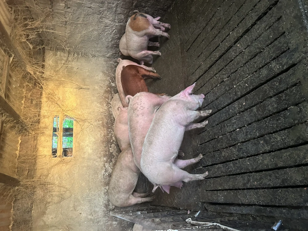 Porci duroc cu marele alb de la 100 la 160 de kg 