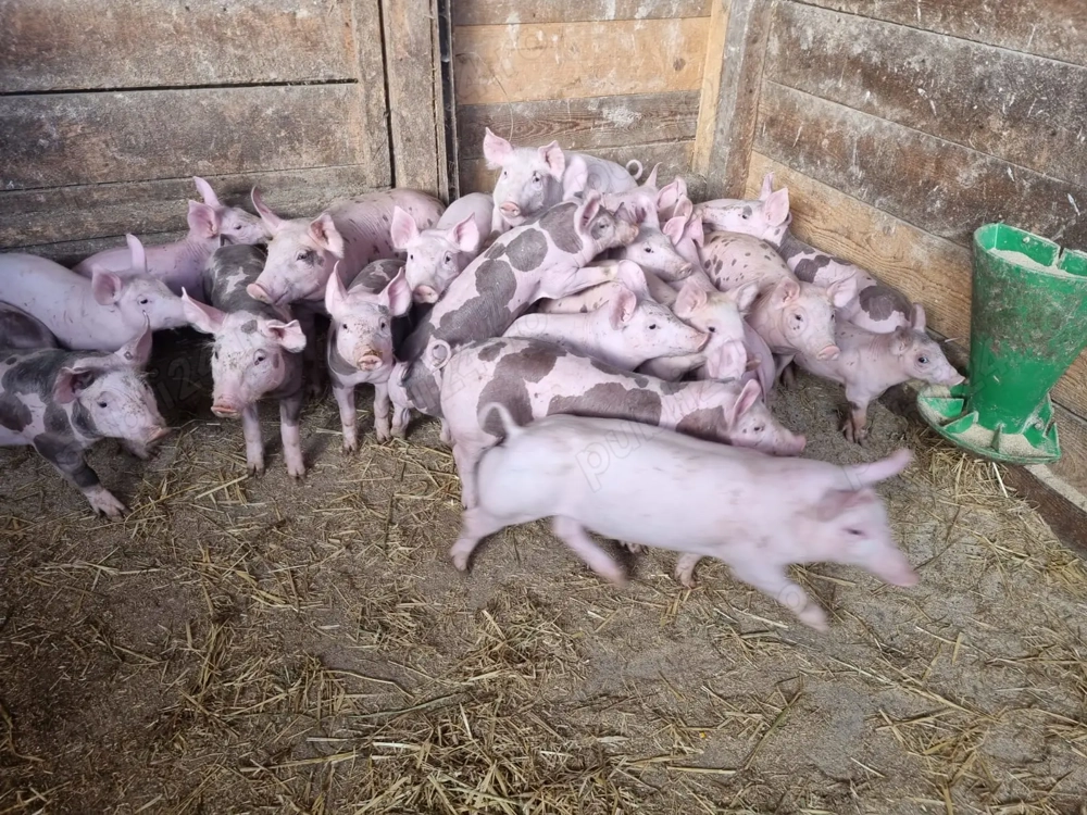 Vând purcei de carne