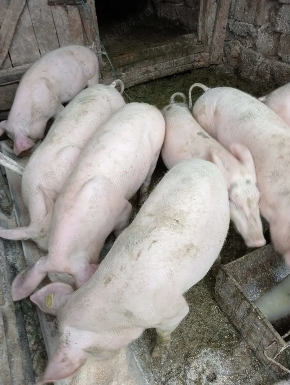 Vand soldani de 70kg