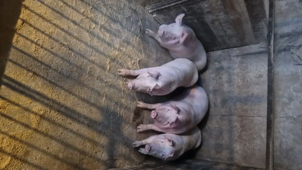 Vând porci crescuți bio