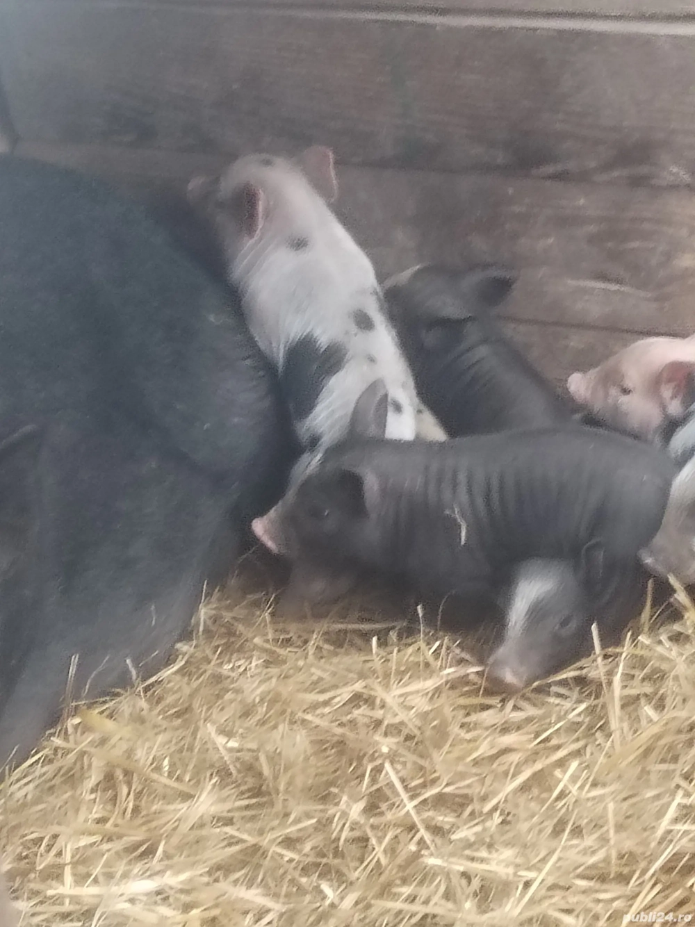 Vind scroafa cu 9 purceii 