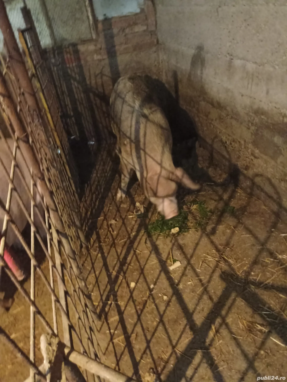 Vând Purcea de rasă 