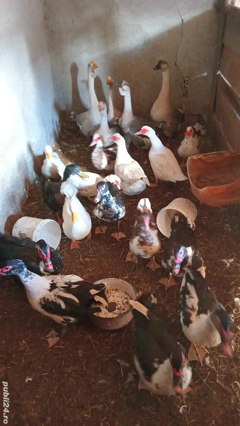 vănd urgent păsări de apă