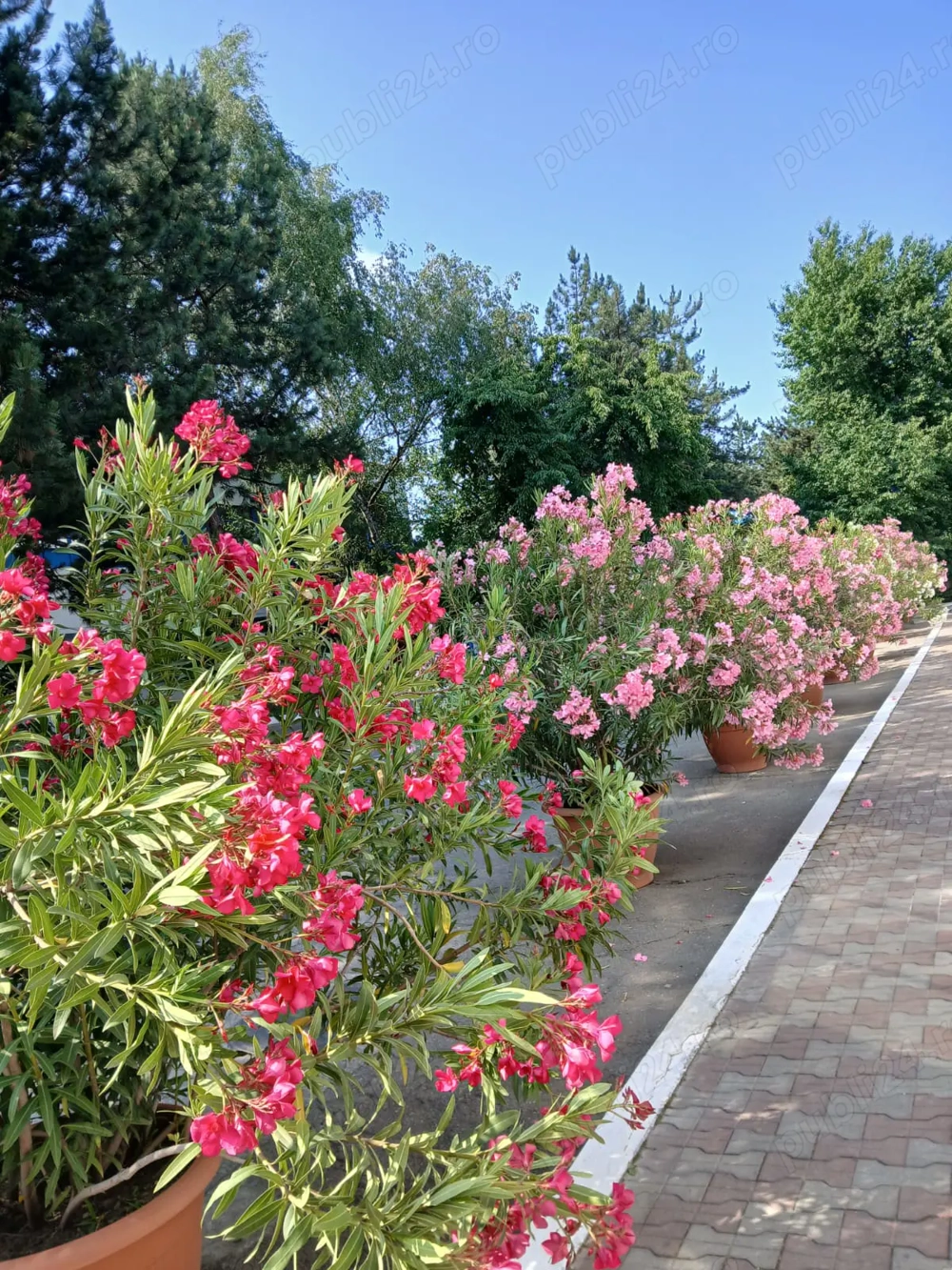 Leandru rosu si alb la ghiveci de vanzare