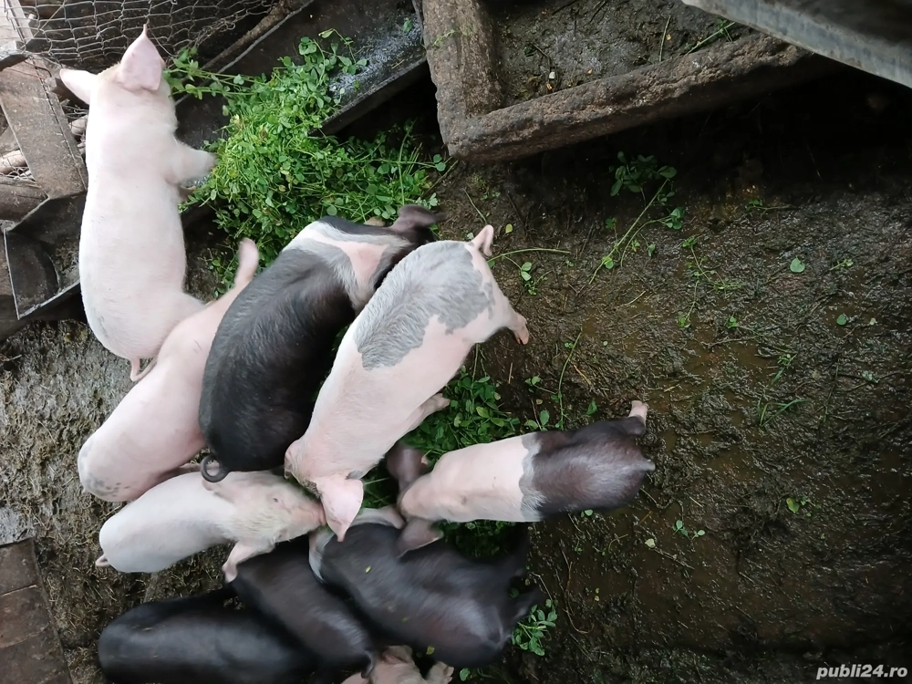 vand purcei 7 săptămâni 