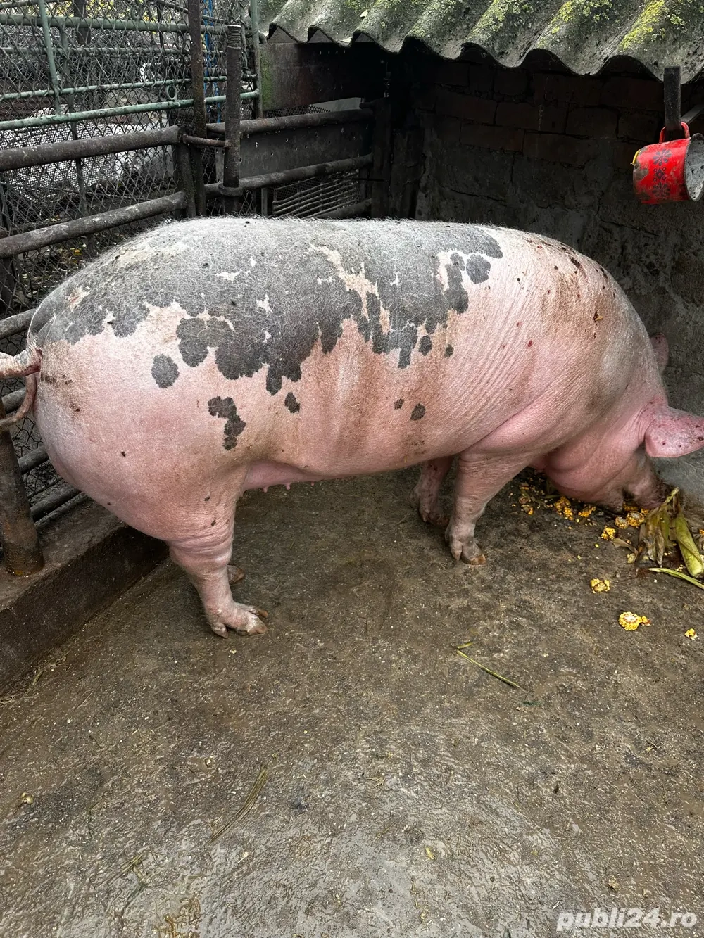 Vând porc aprox 200 kg