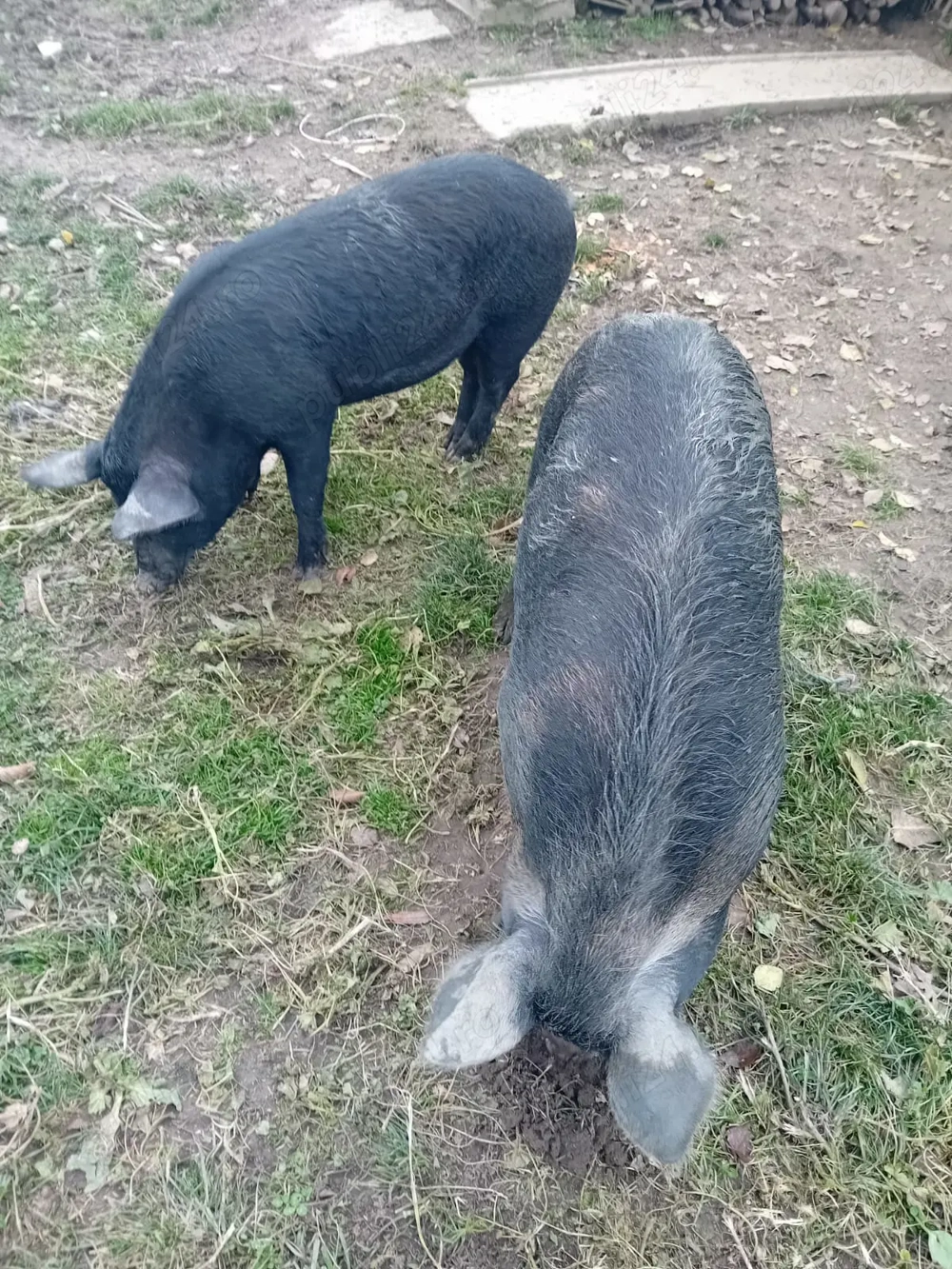 Vând șoldani 40-55 kg