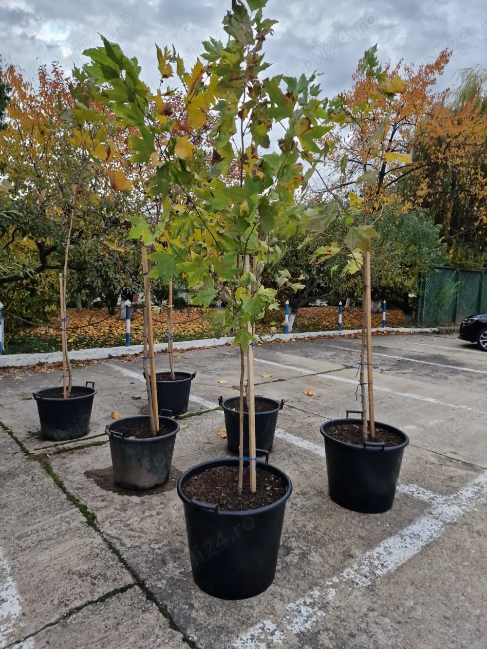 Platani 2 - 3m inaltime de vanzare