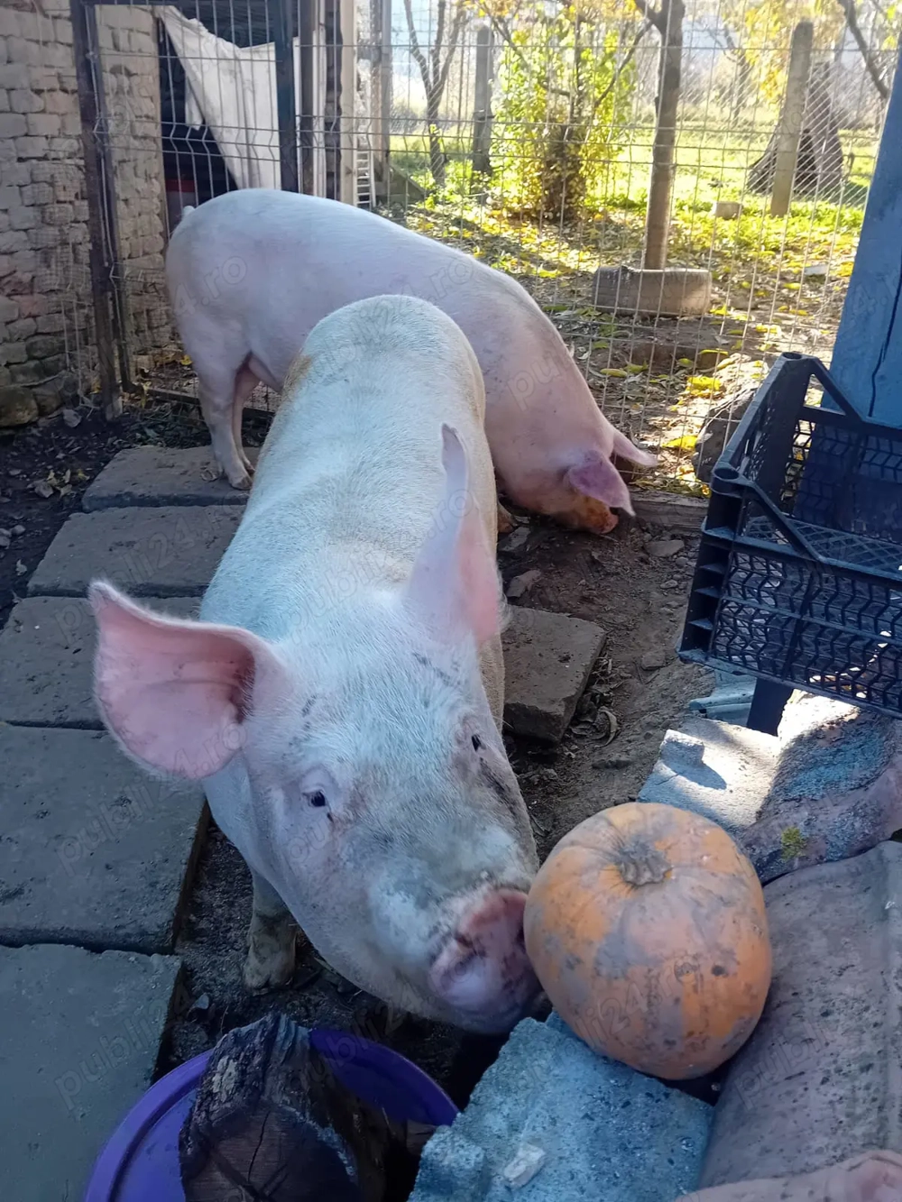 Vând porc crescut cu mălai