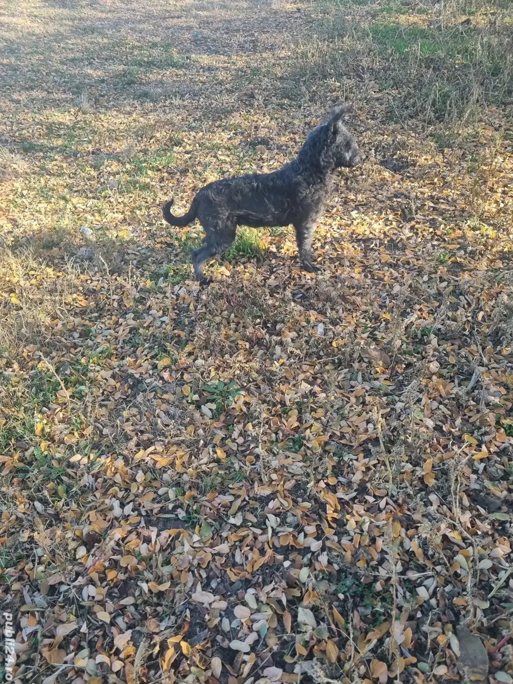 De vânzare pentru intors oile