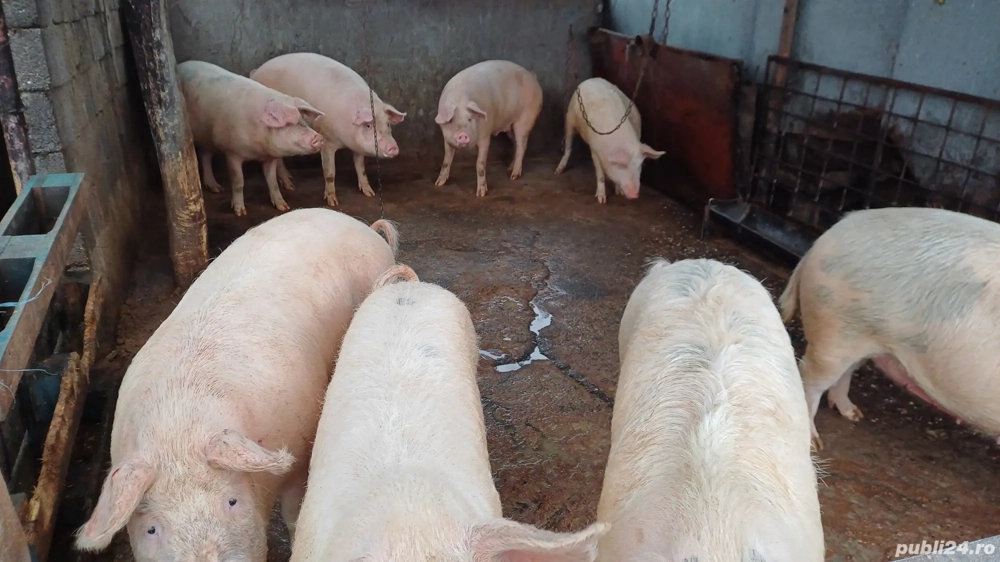 porci de vanzare
