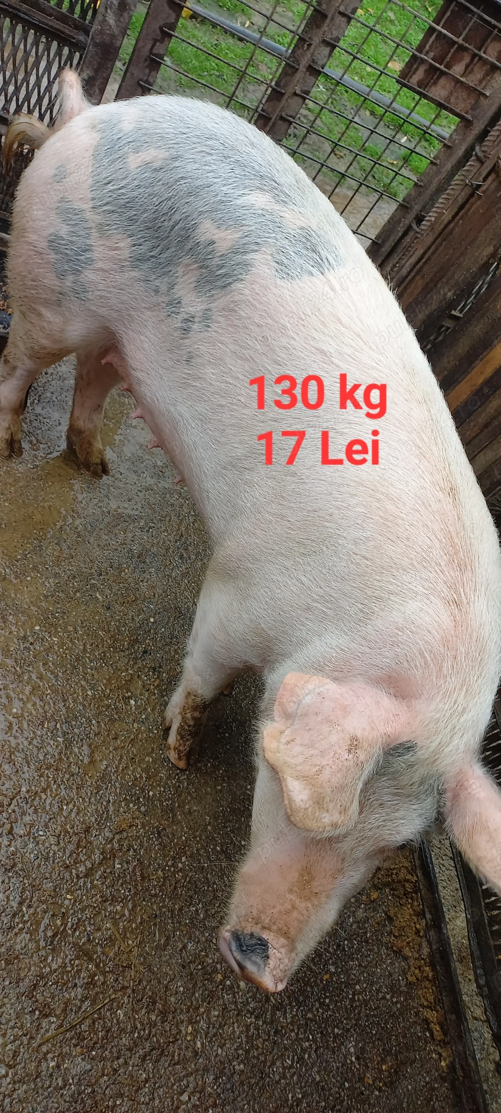 Porci 100 și 130  kg Lița Teleorman 17 Lei  kg Asigur transport 10 km + -