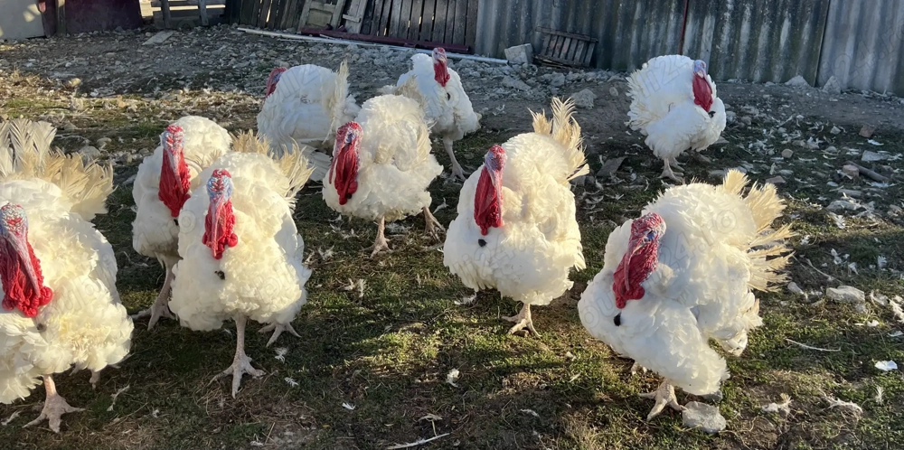 Curcani de carne crescuti natural