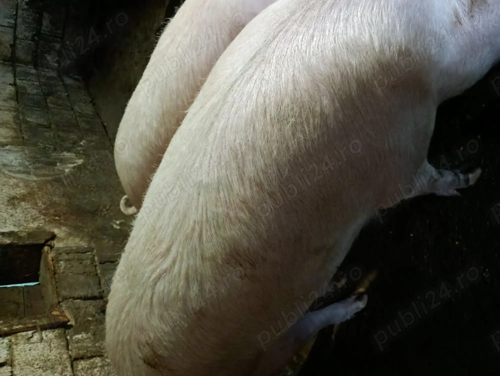 Porci de vânzare crescuți în gospodărie!