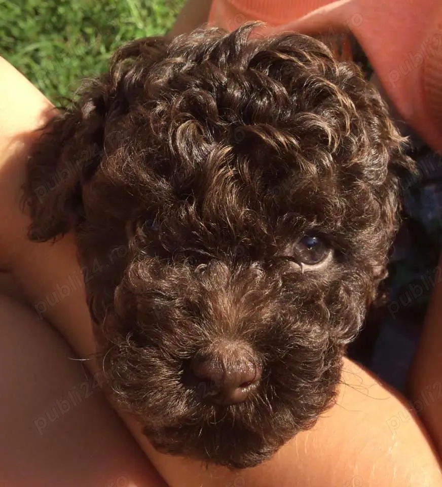 Caniche pudel toy ciocolatiu cu certificat pedigree