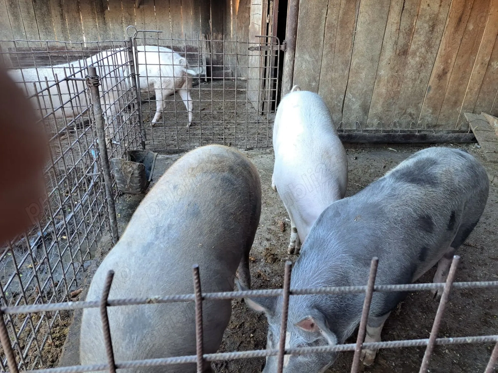 Vand porc gras de craciun 