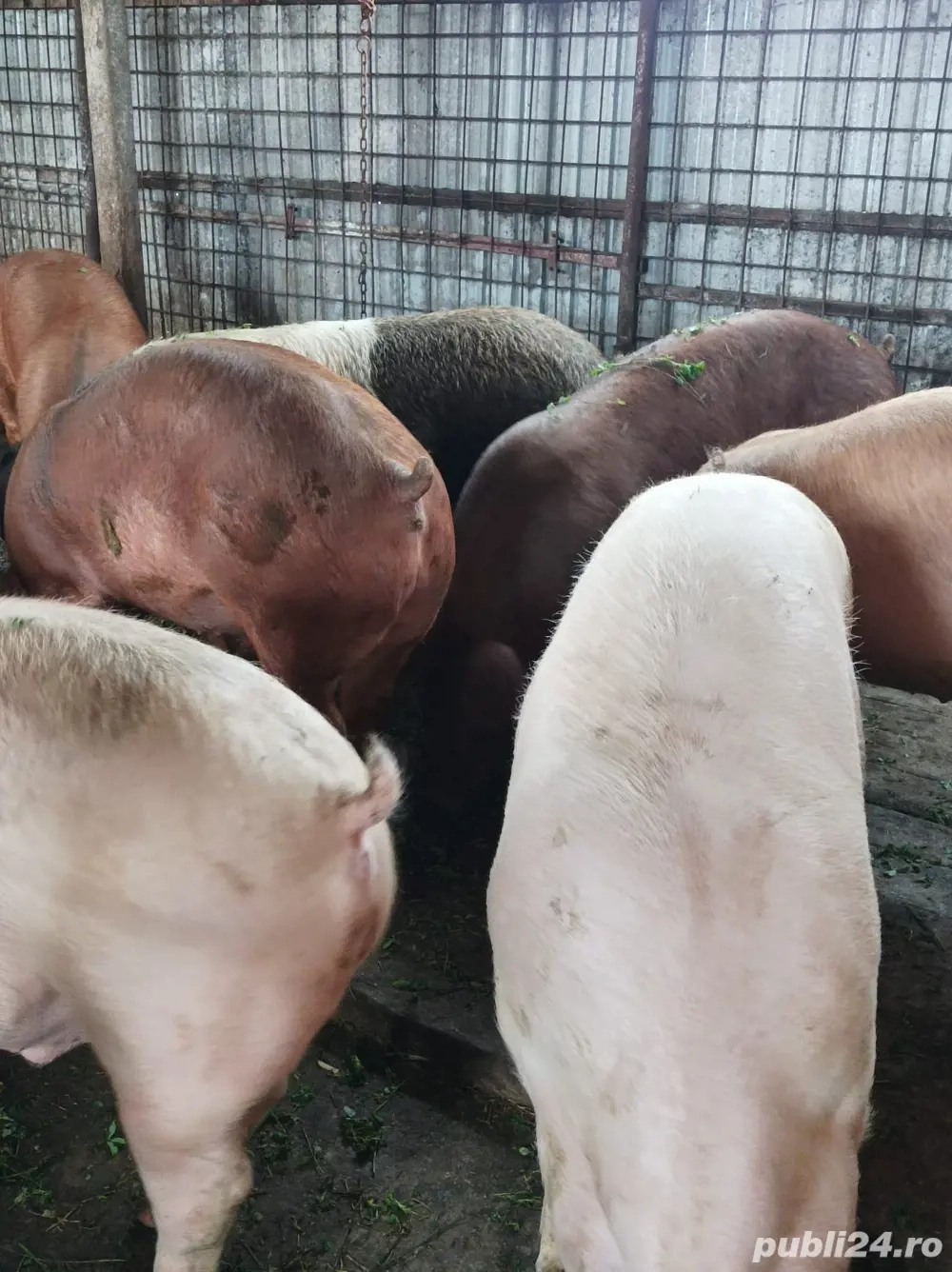 Porci de vanzare 120-150 kg