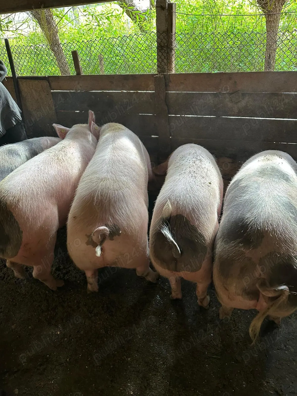 3buc porci pt sacrificat