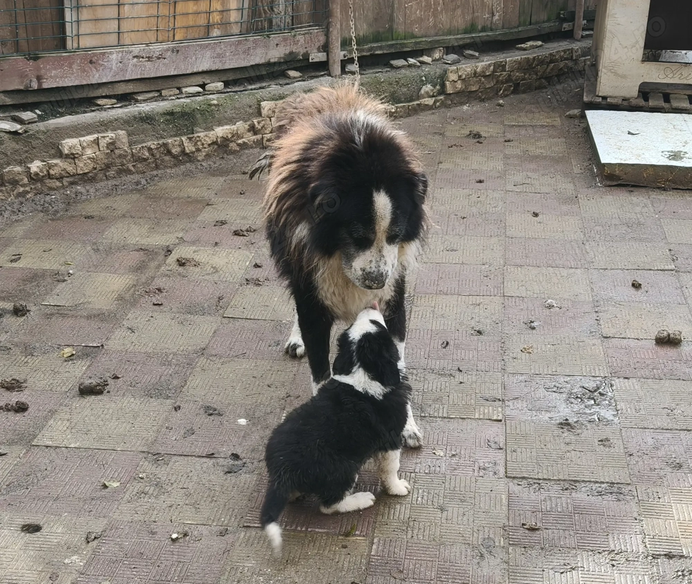 Ciobanesc de Bucovina corb