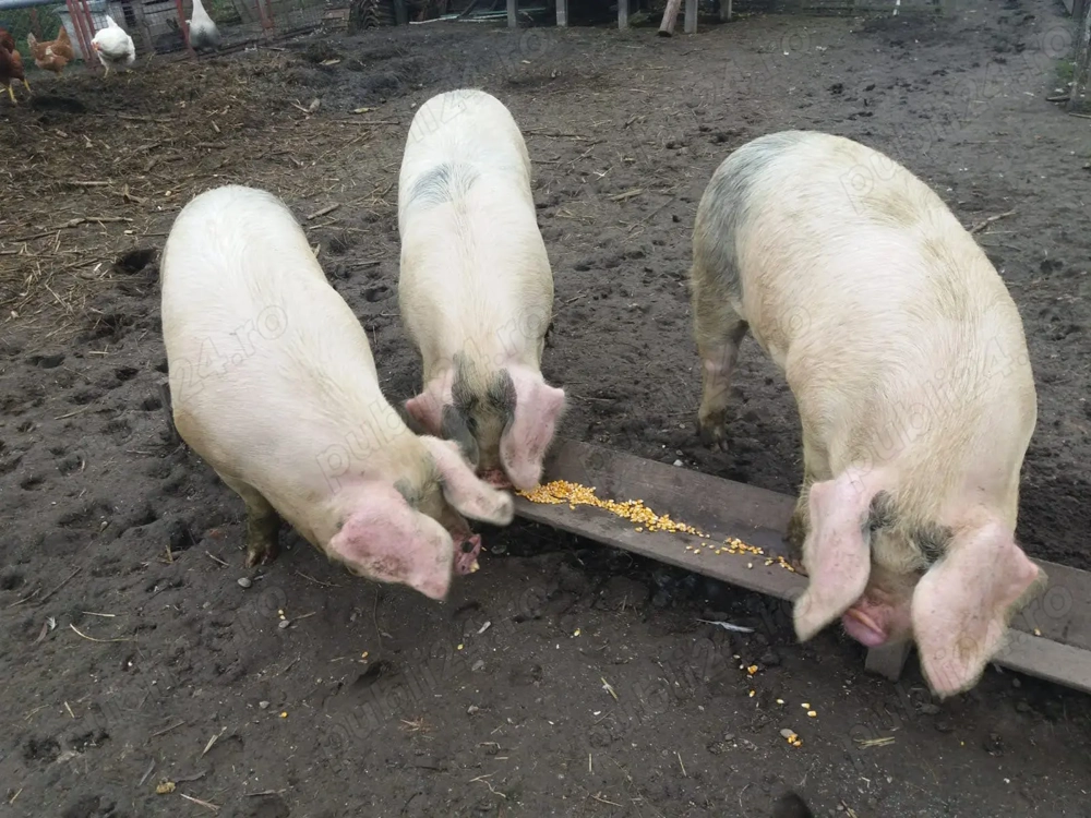 Porc de Crăciun crescut în gospodărie bio