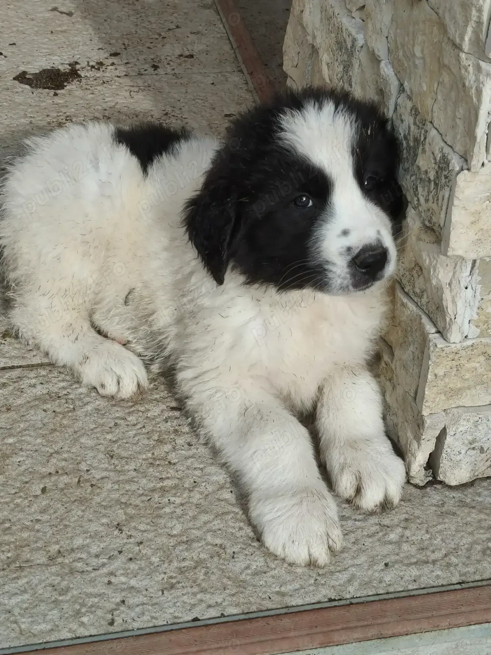 Ciobanesc de bucovina