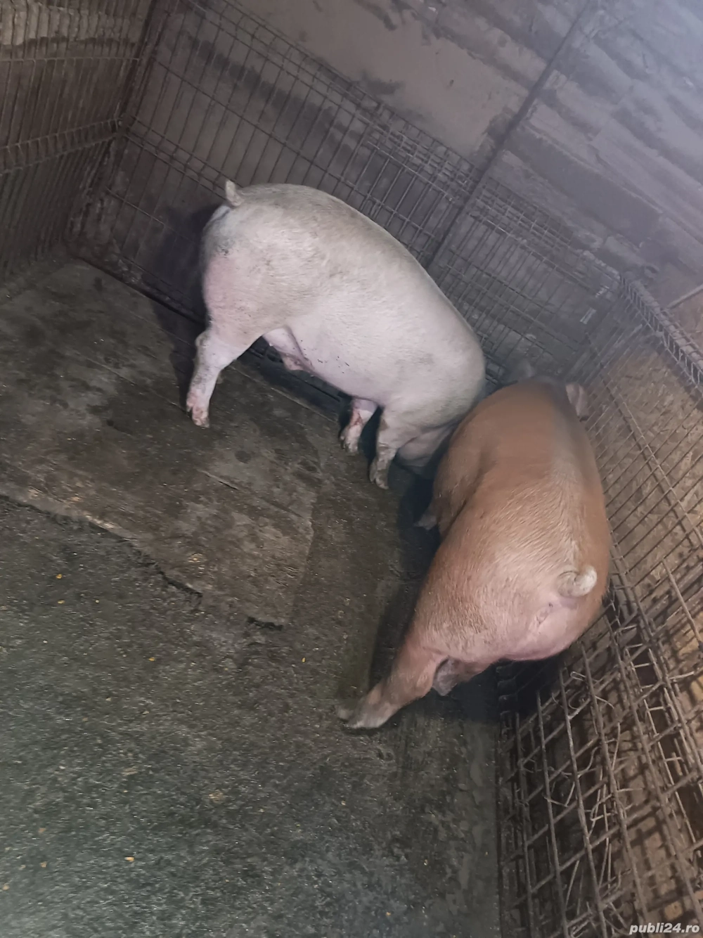 De vanzare 1 pe ales! 