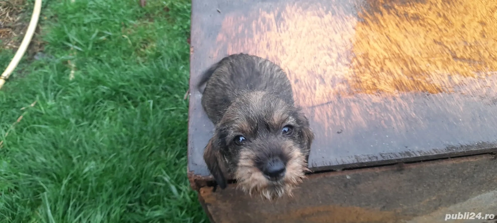 vand caței de rasa takel sarmos foarte dragalasi.