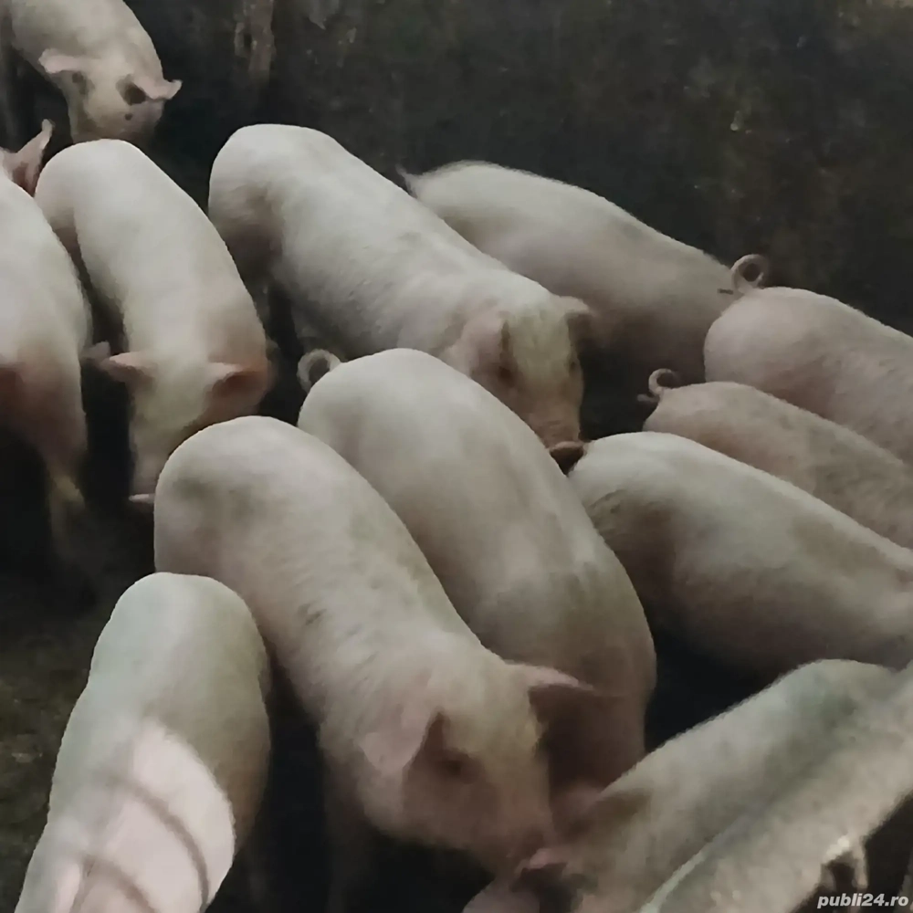 soldanei 11 saptamani 