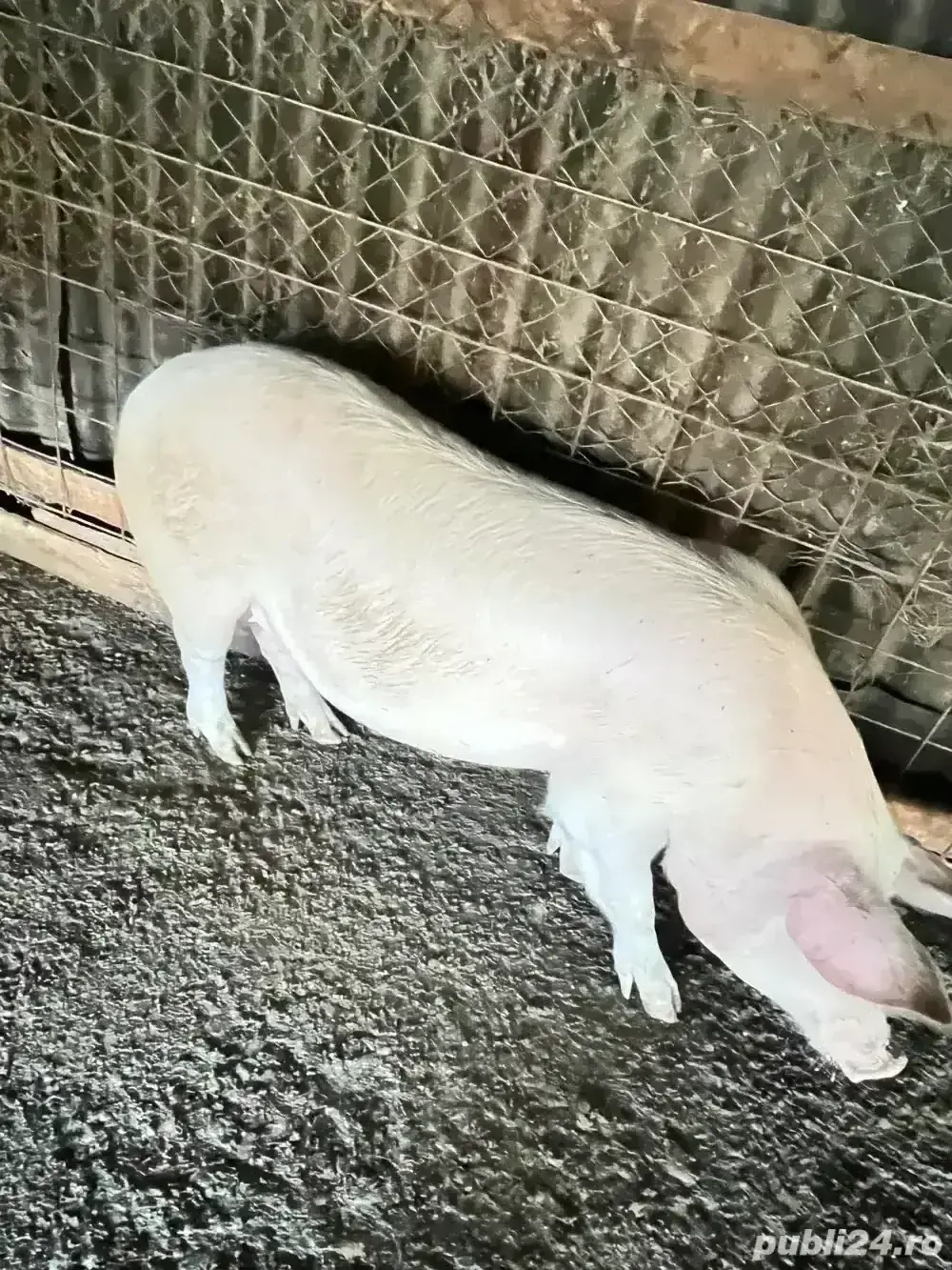 Vand 2 porci greutate 110-130 kg