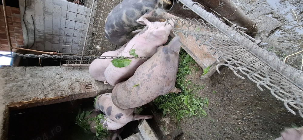 Vând porci rasa Petrean