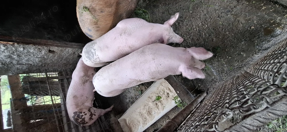 Vând porci de carne rasa Petrean