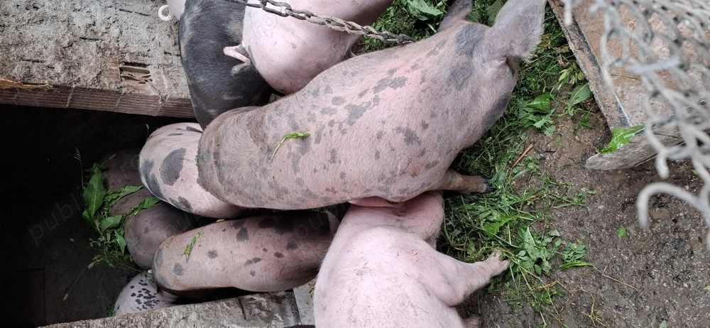 Vând porci de carne .