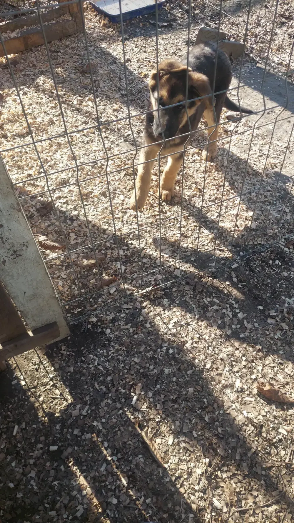 Pui- băiat- ciobănesc german