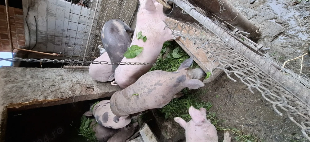 Vând porci de carne rasa Petreni