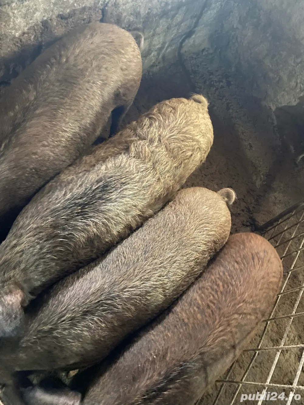 Porci magalita cu mistret