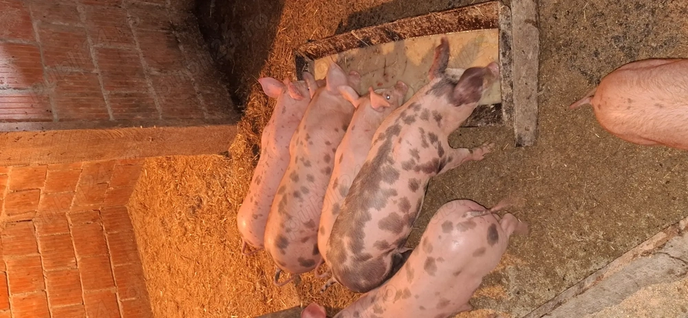 Vând purcei de rasa Petrean 