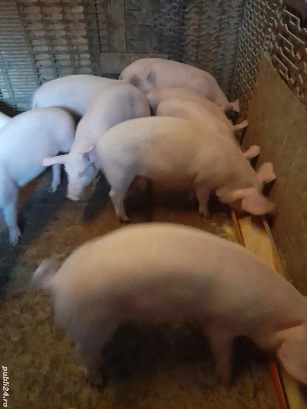 Vind soldani rasa de carne .