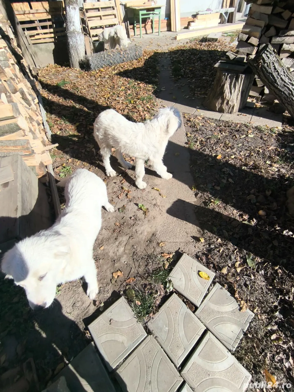 cateluse Ciobanesc de Bucovina