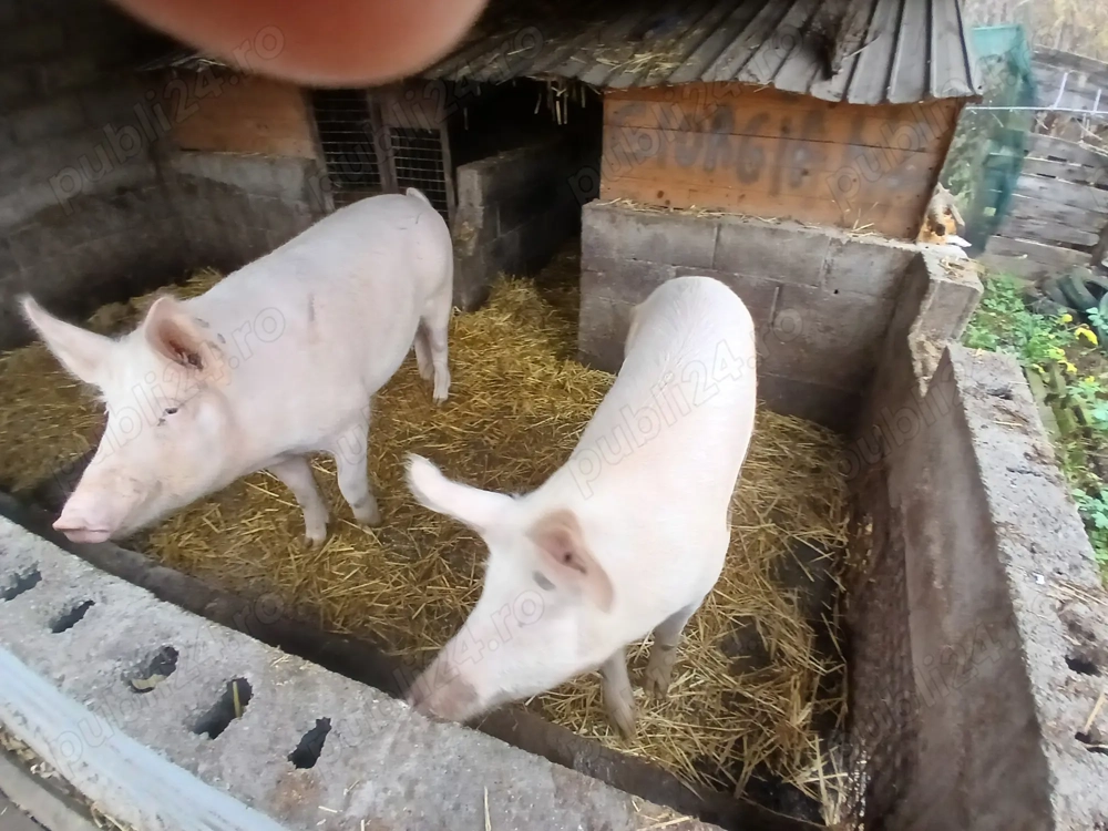 Vand 2porci marele alb,160,200kg
