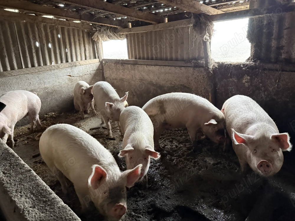 Porc si purcei de vanzare 