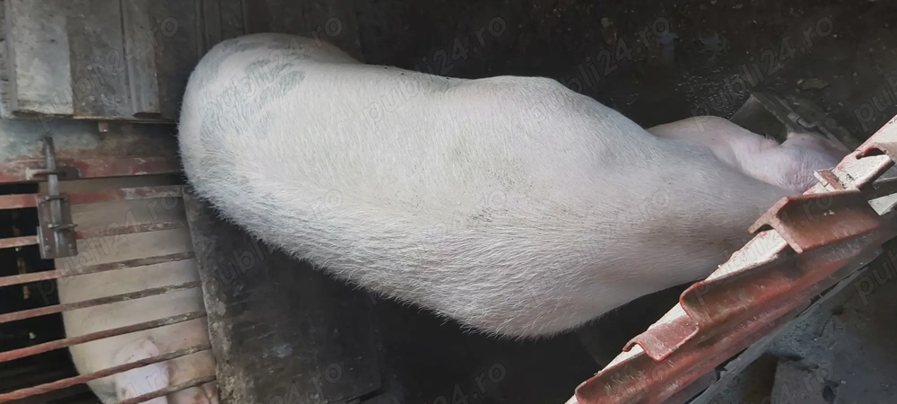 Vând porc pietrain,rog seriozitate!
