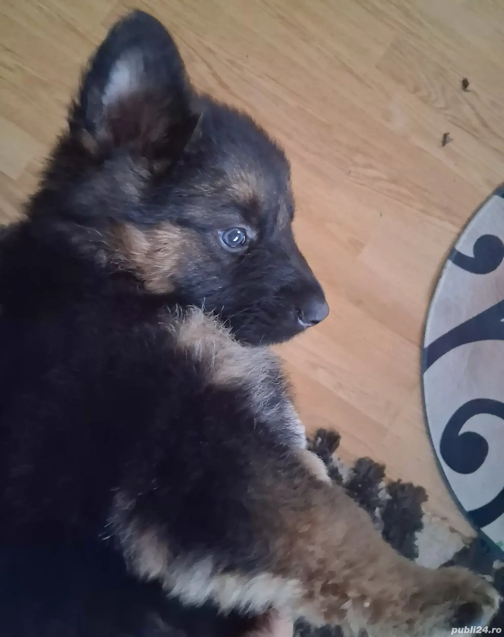 Pui ciobanesc german